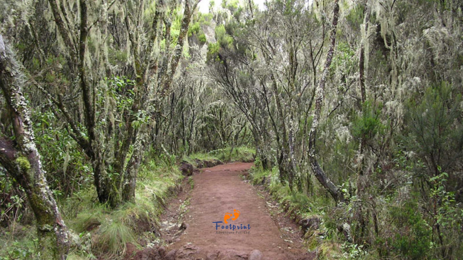 Forest-in-Marangu-route-in-Kilimanjaro